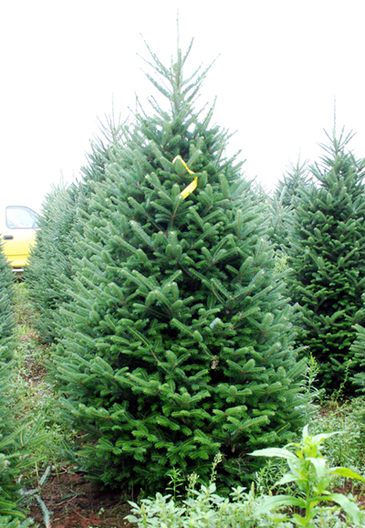 Butler Farms Christmas Tree